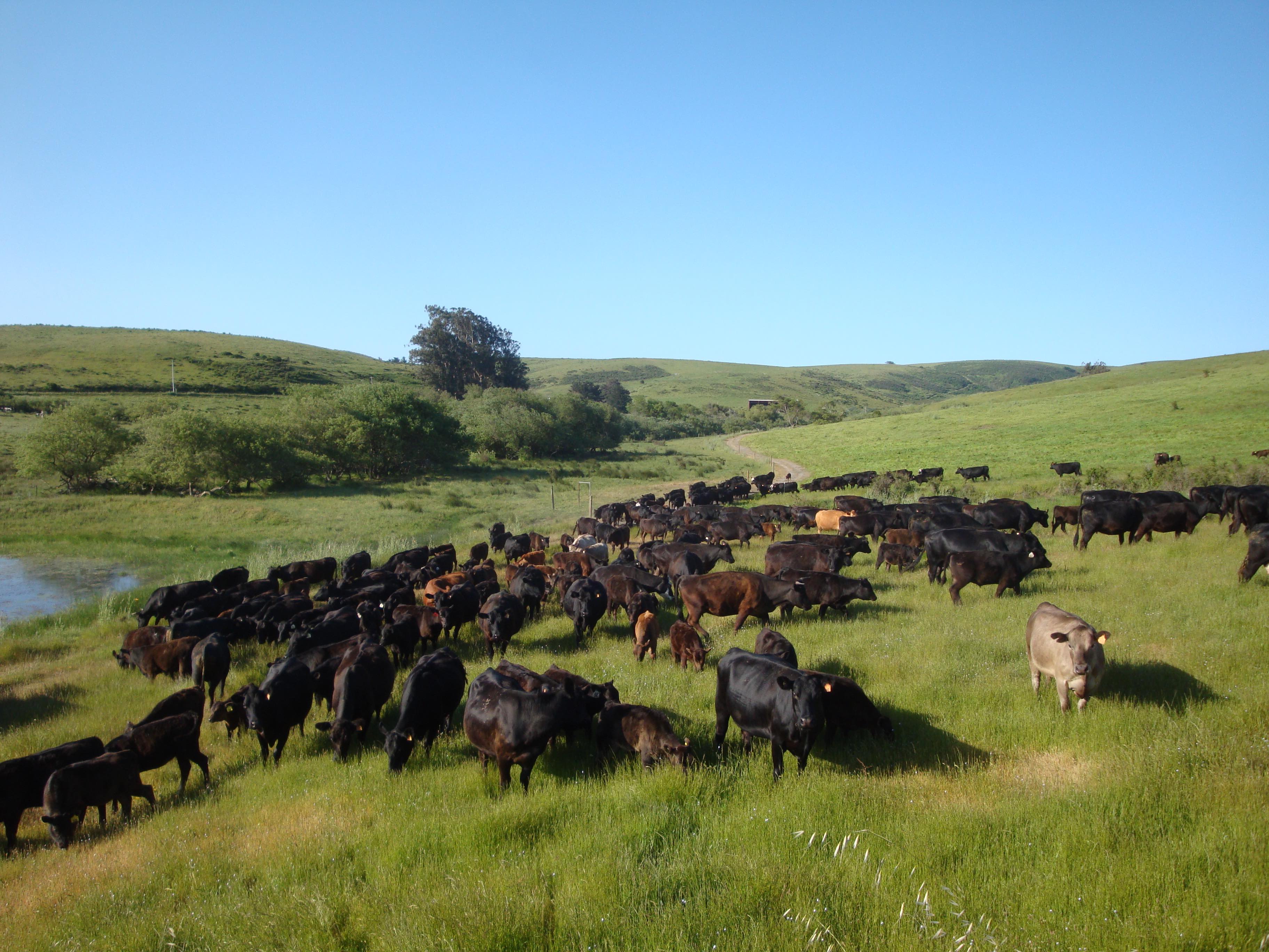 COws-on-grass-near-entrance-rock-copy