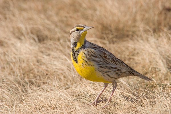 Lessons Learned: Biodiversity + Birds (Oregon Tilth)