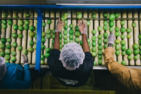 Food Chains - tomato sort