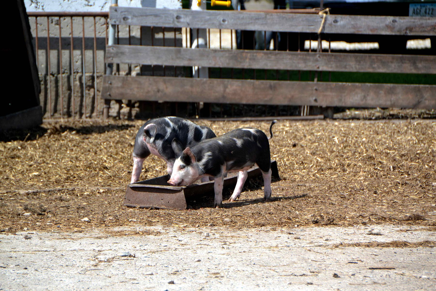 Joia Farms pigs
