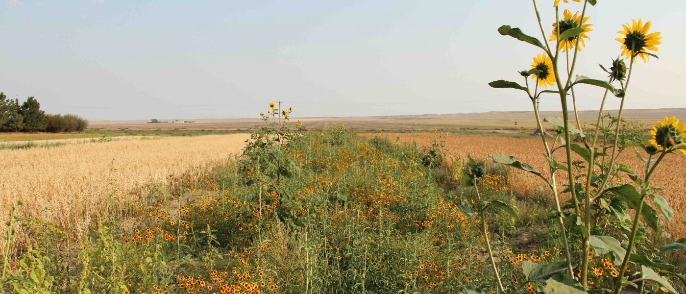 IGT Spring 2017 Issue