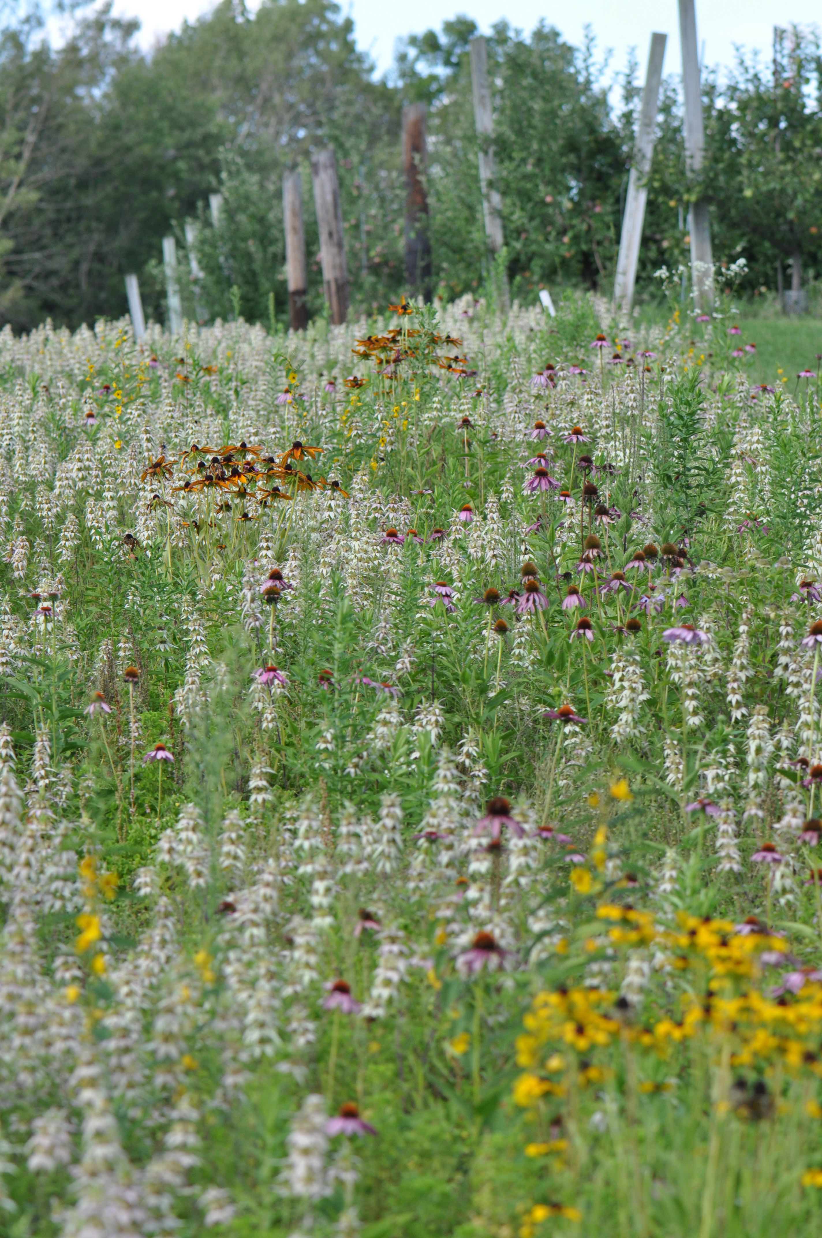 IGT Spring 2017 Issue