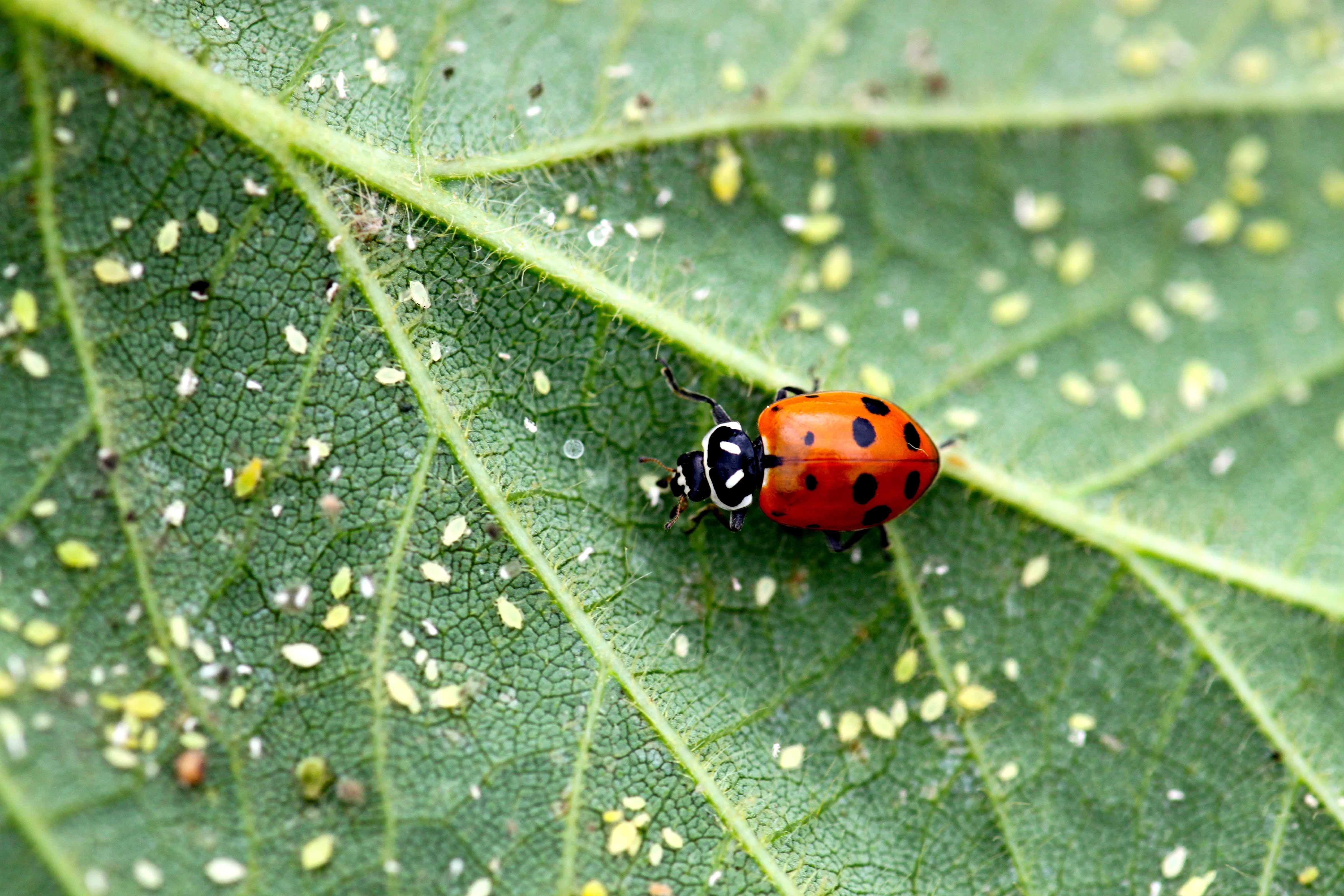 IGT Spring 2017 Issue