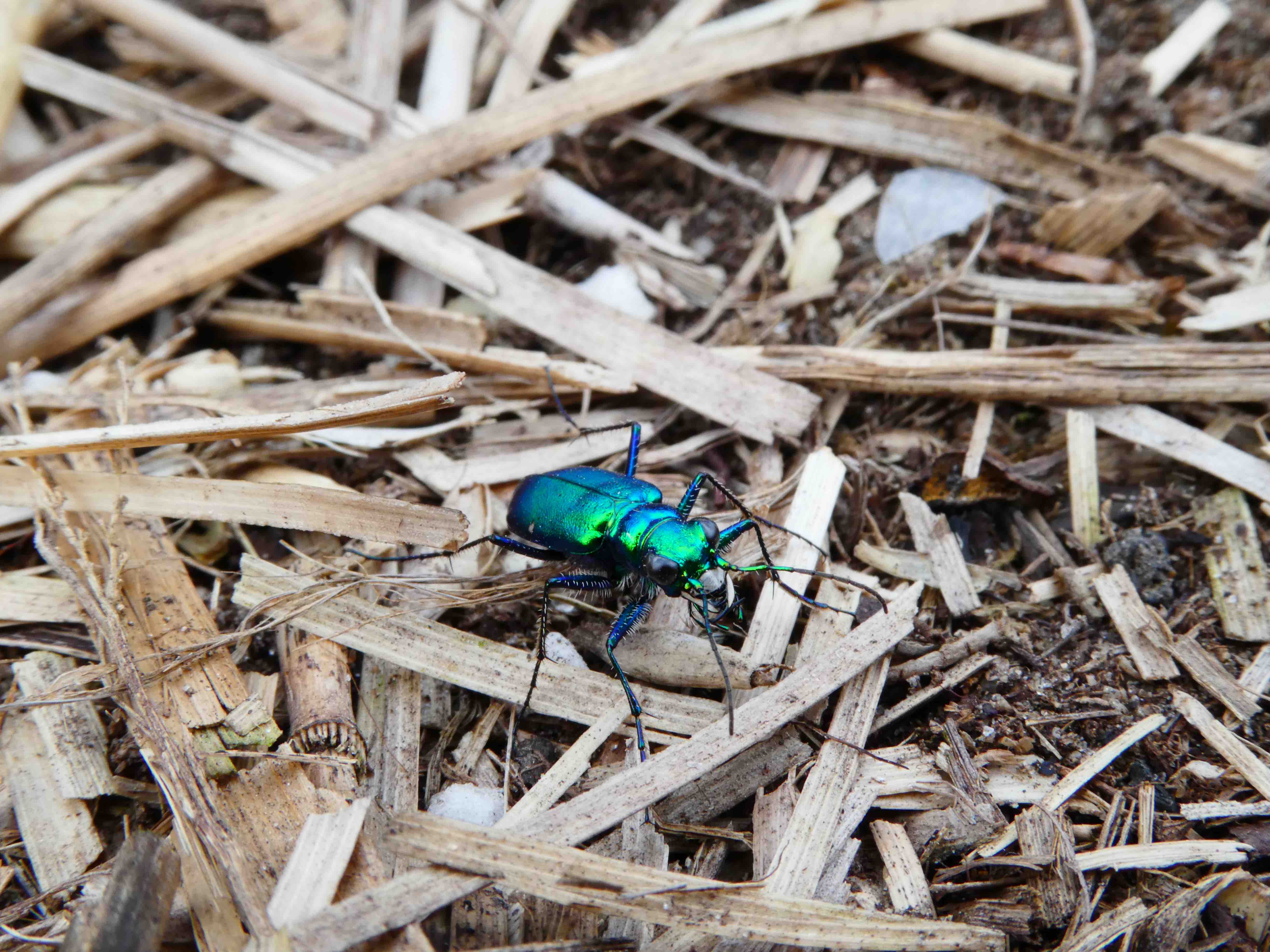 IGT Spring 2017 Issue