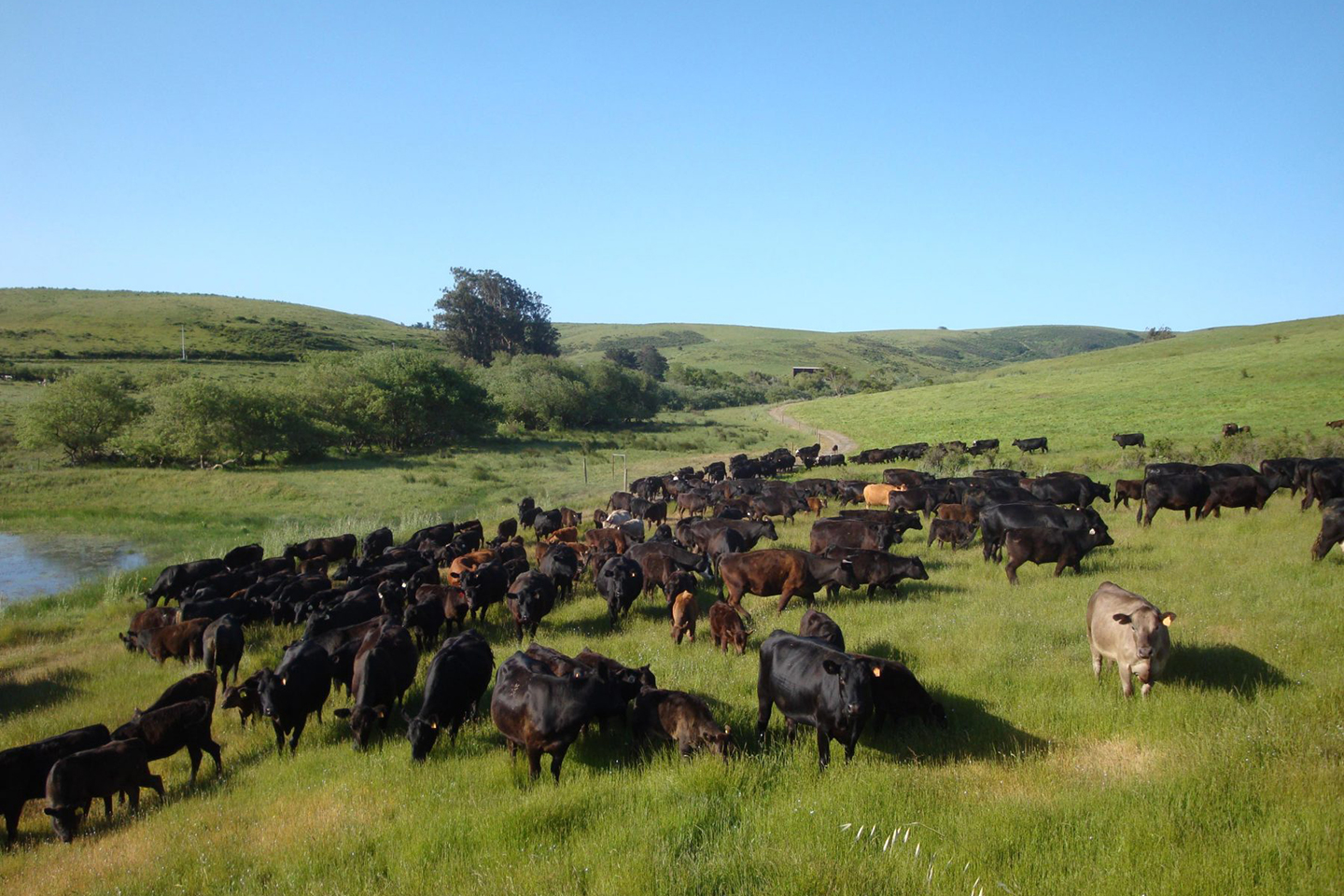 true grass cattle