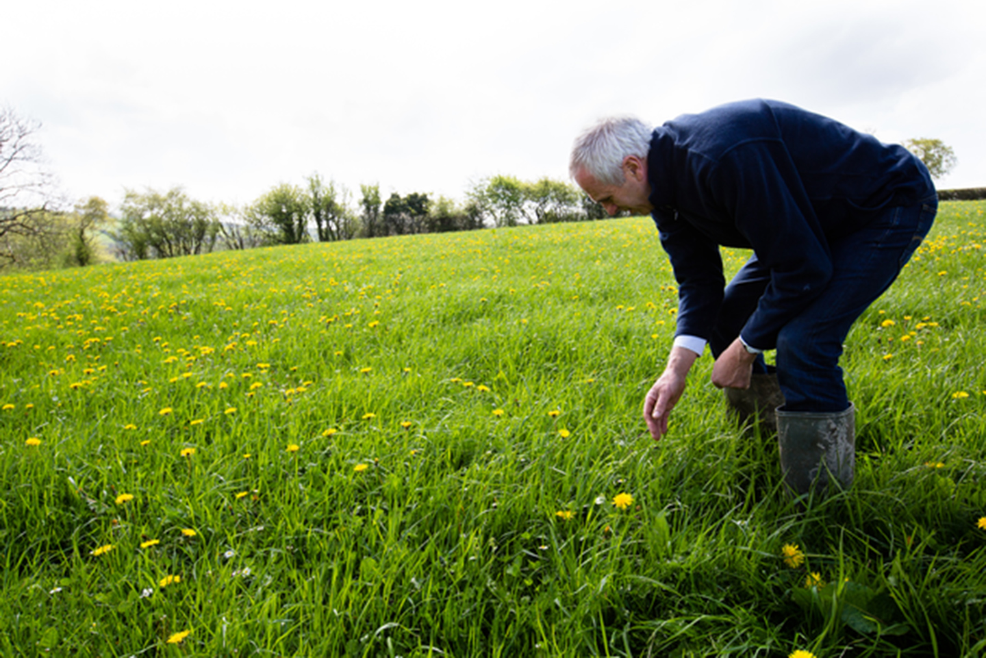 Patrick, dandelions