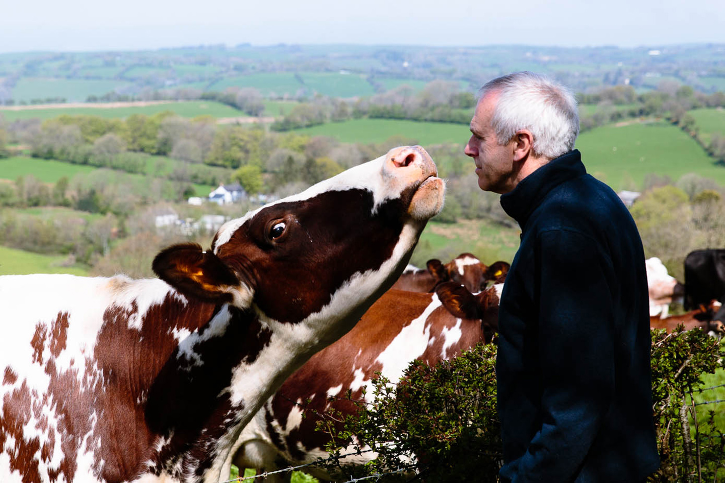 Patrick with cow