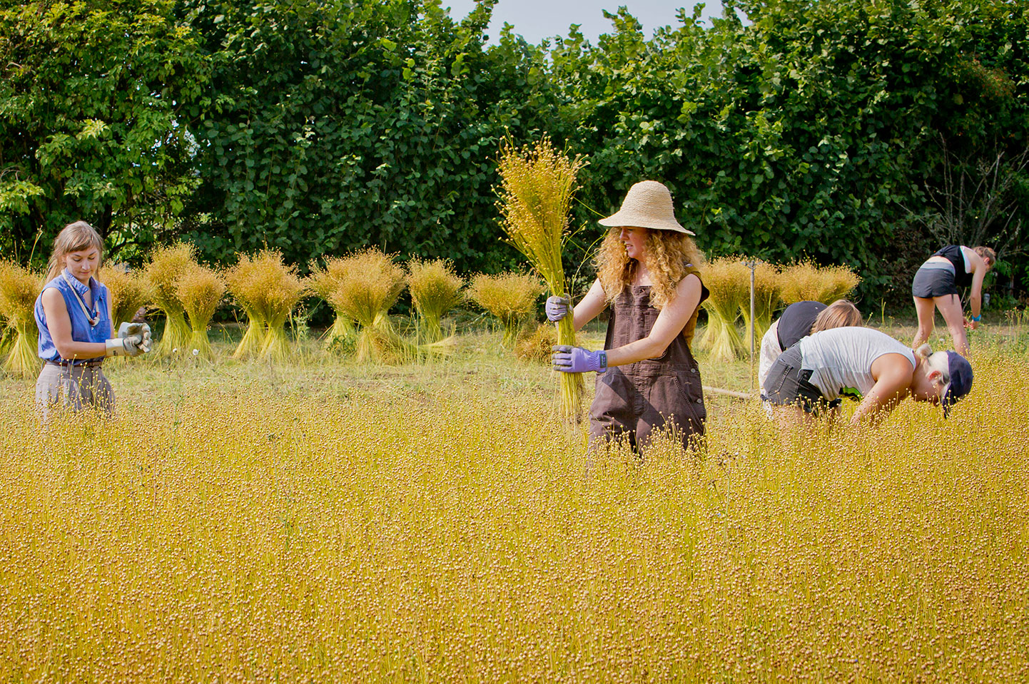 Fibrevolution harvests flax