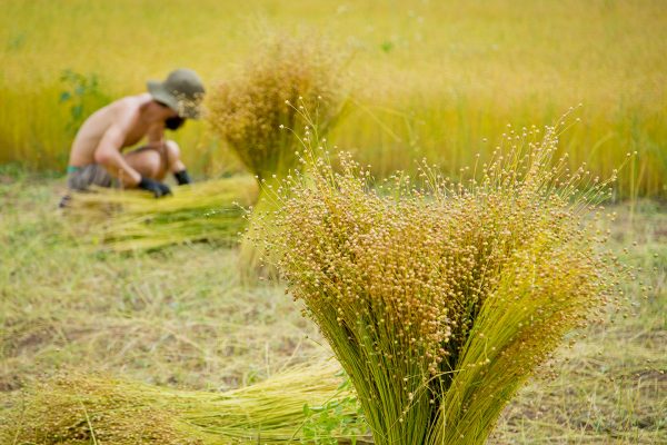 flax harvest