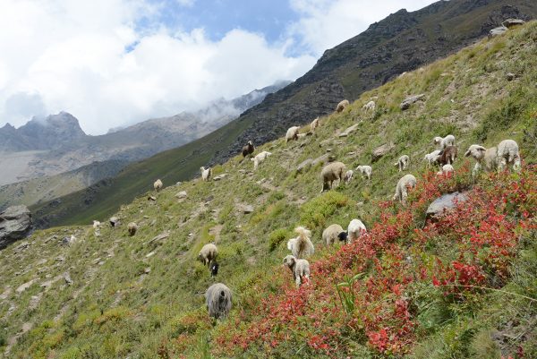 Mountainside sheep