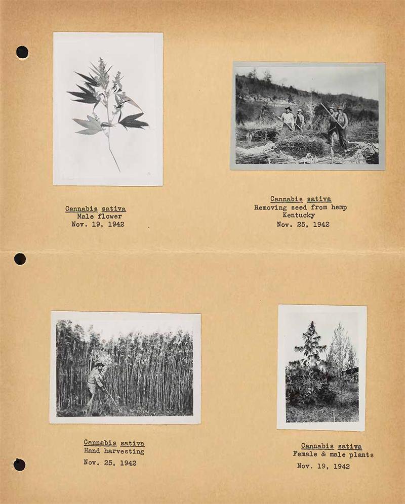 four historic hemp photos