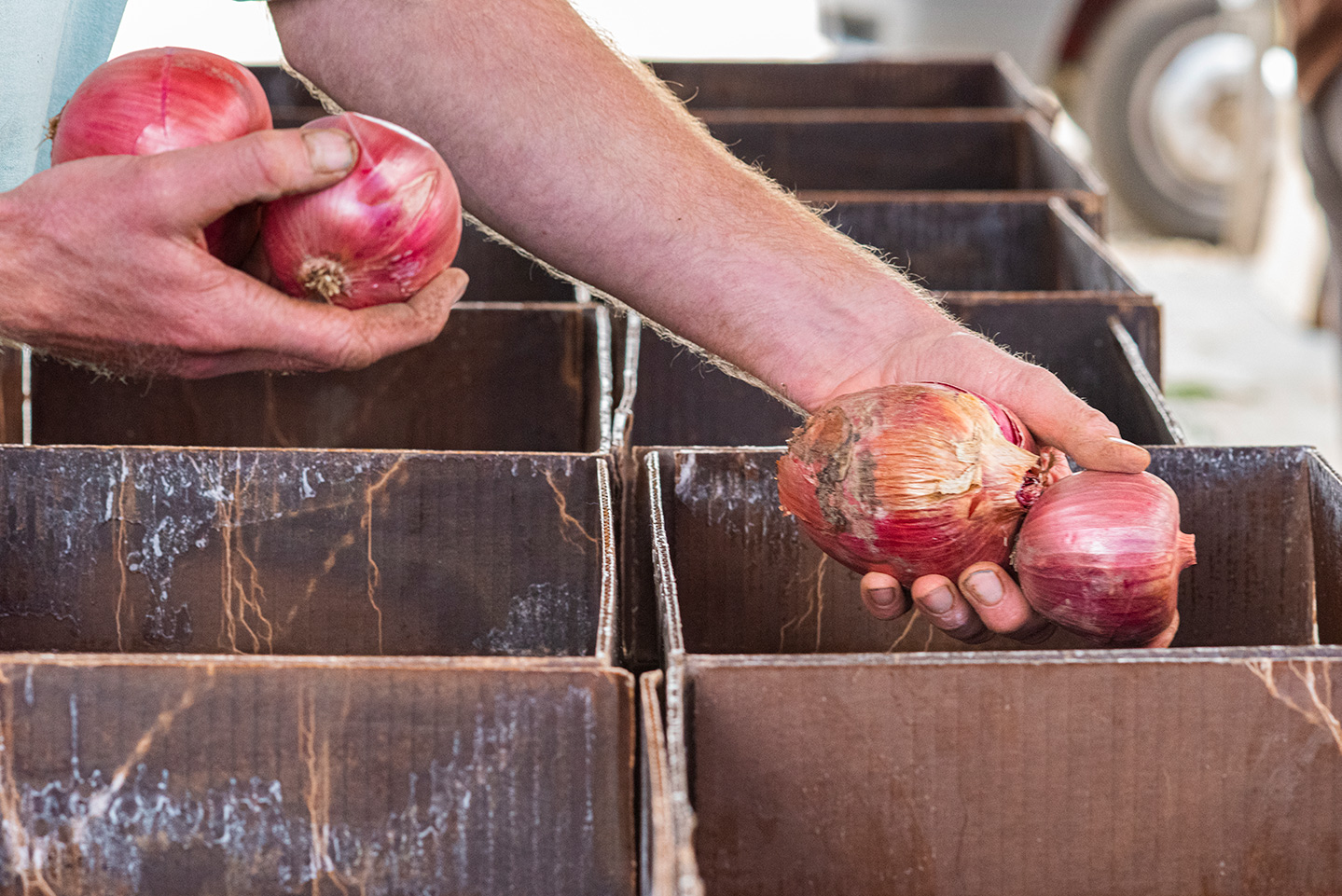 sorting onions into boxes