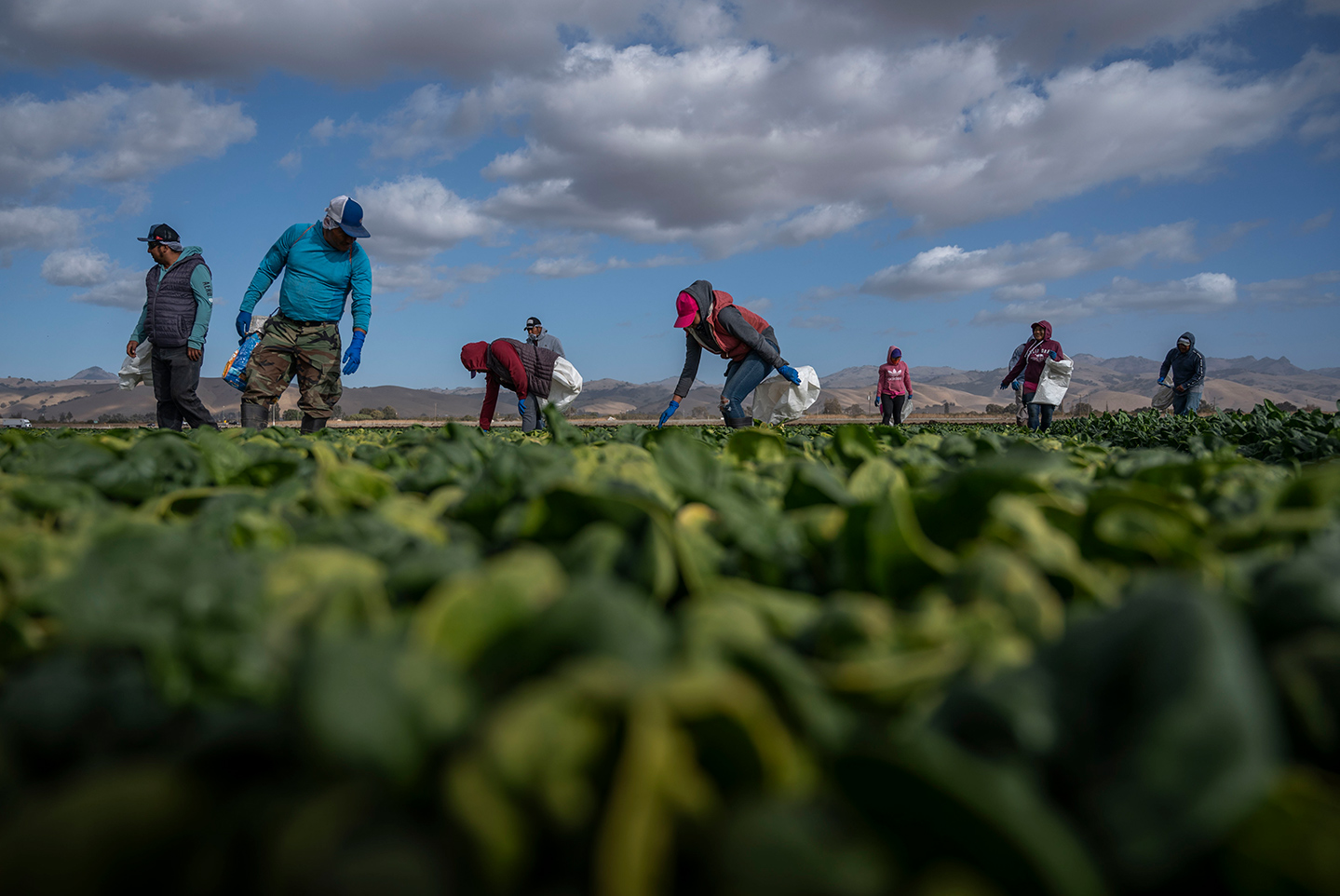 Farmworkers in a California spinach field