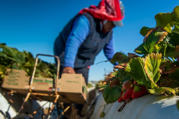 Farmworker with strawberries