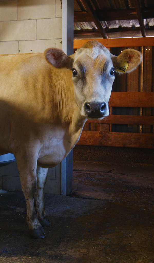 Brown dairy cow inside a milking stall at Double J Jersey organic dairy in Oregon.