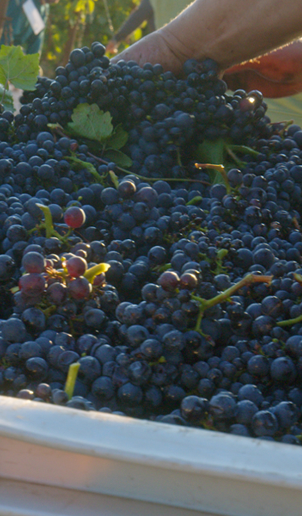 Hands sorting freshly harvested organic wine grapes at Lemelson Vineyards in Oregon.