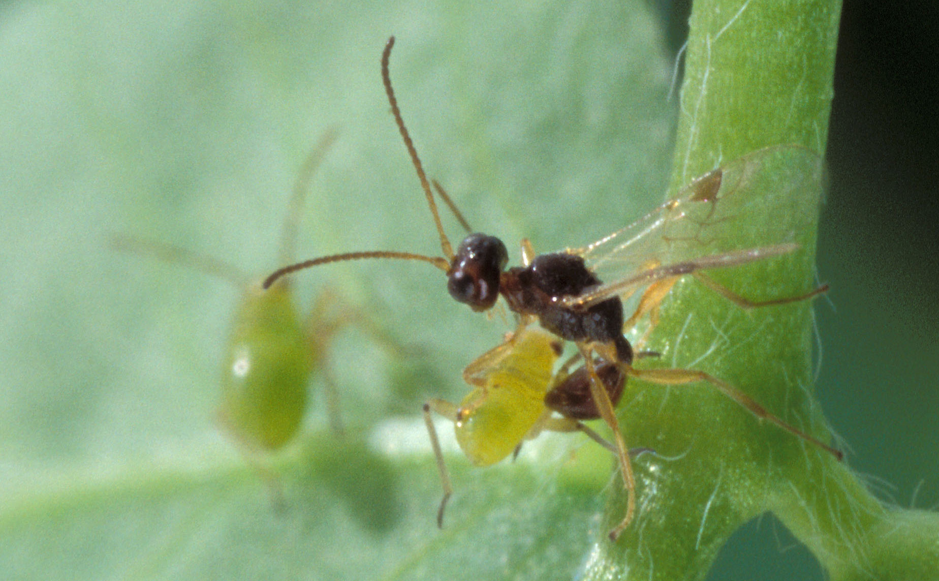 Peristenus-digoneutis_laying-egg-in-tarnished-plant-bug-USDA-ARS_Scott-Bauer